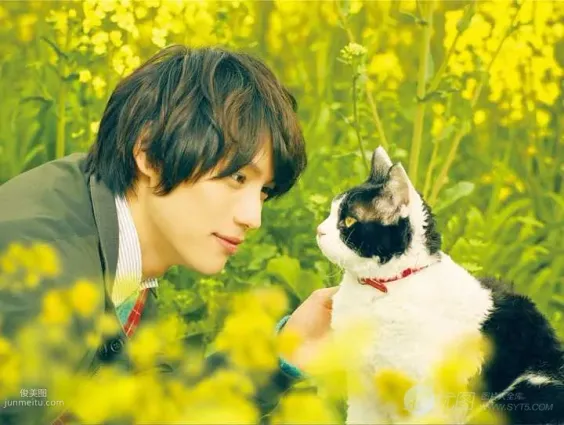 日本帅哥福士苍汰日常逗猫生活照片