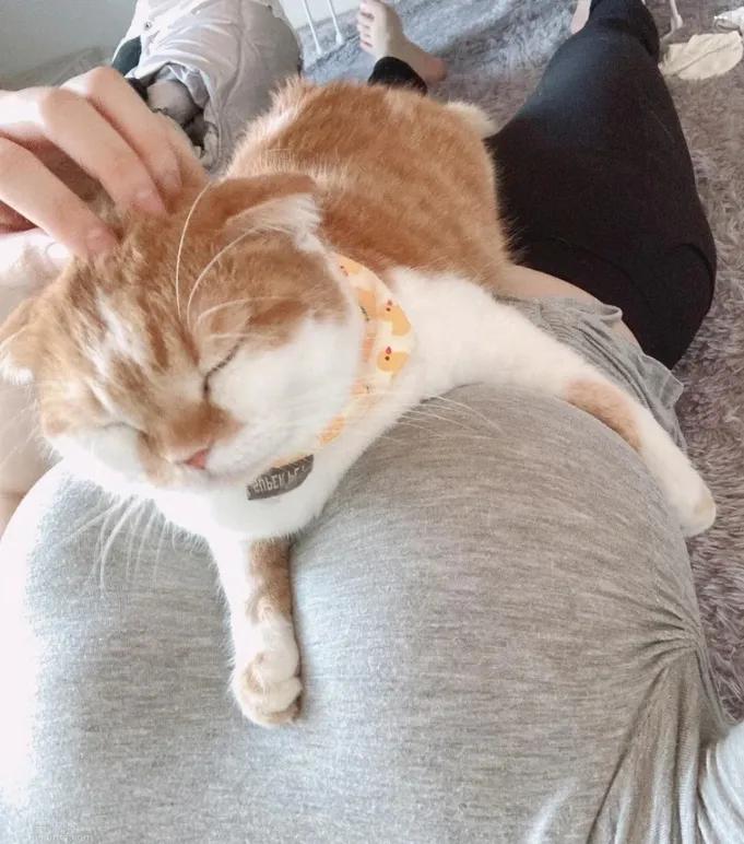 想成为那只猫!喵皇视线集中「狂盯主人身前欧派」